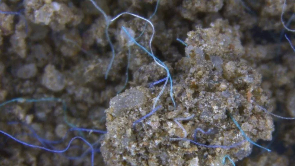 Polyacrylfasern (Mikroplastik) im Erdreich. Bild: Anderson Abel de Souza Machado