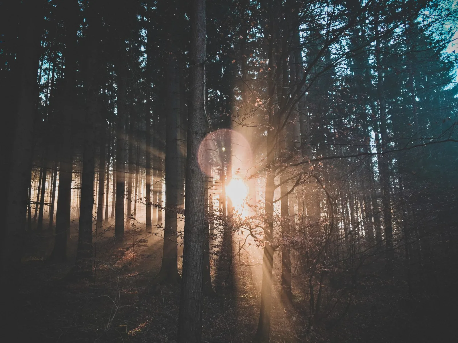 Picture of a forest