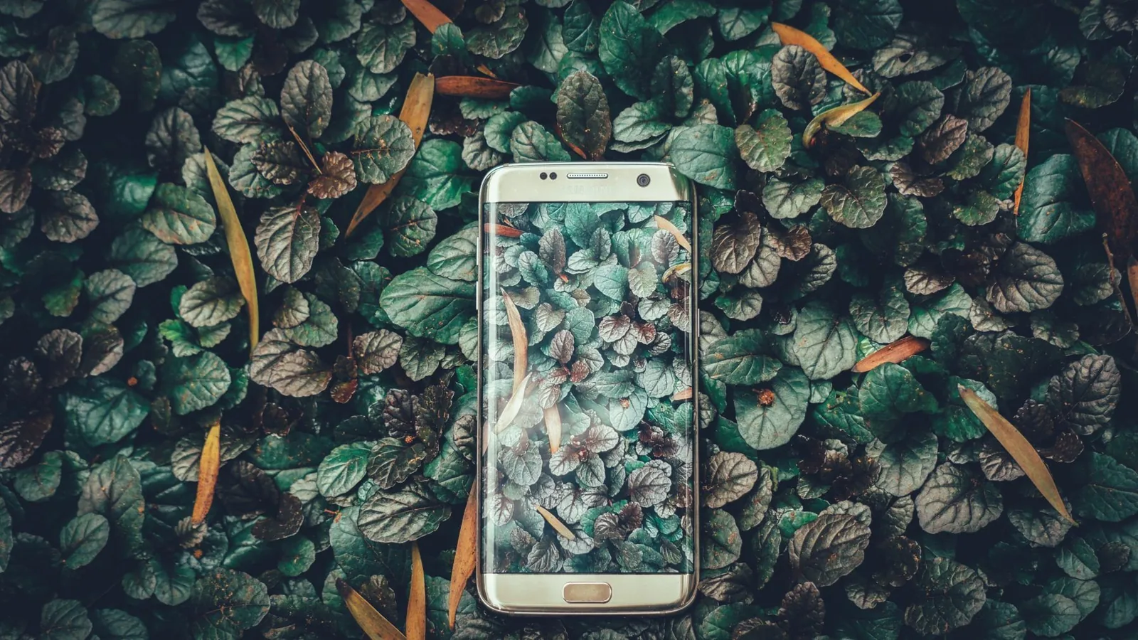 Ein Smartphone liegt auf grünen Blättern; das Titelbild für den Blogbeitrag Apps um dein Leben nachhaltiger zu gestalten