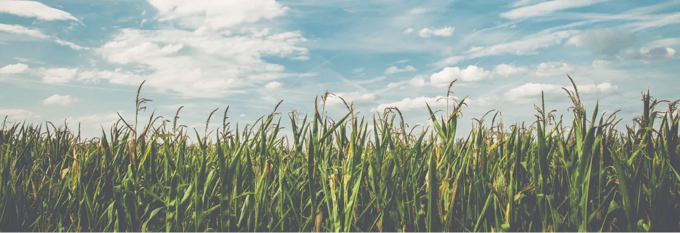 Wheat field